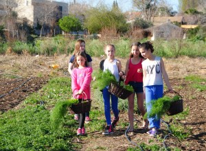 קטיף פירות וירקות בקטופותי עמק יזרעאל - צילום נגה וייס