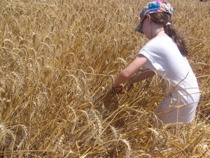 שבועות בעמק יזרעאל- צילום מוזיאון עין דור