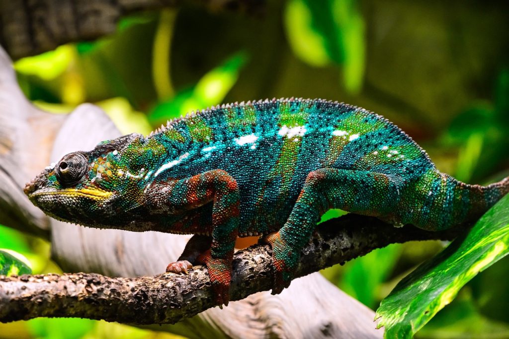 chameleon-1069670_1280